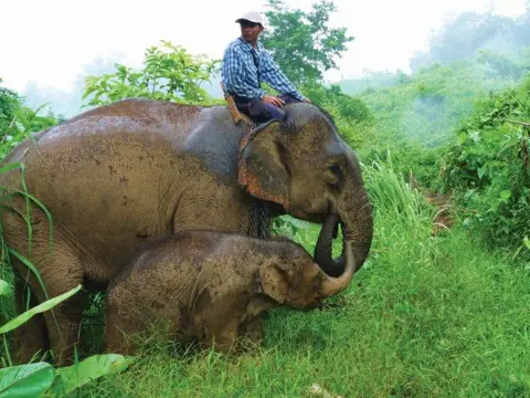1 Day Deluxe Mahout Elephant Experience