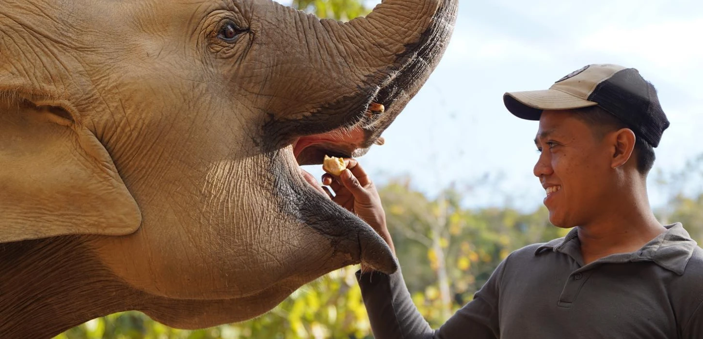 Inside the Hearts of Elephants (Full Day)