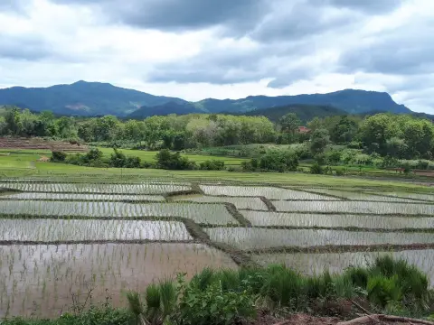 1 Day Biking On/Off-road Across the Mekong - Rice fields & "Single Dirt Track Explorer"