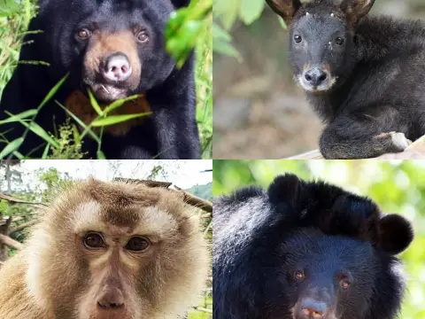 Bear Care Tour LUANG PRABANG WILDLIFE SANCTUARY