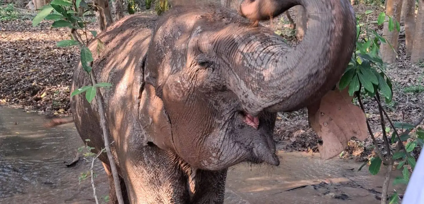 Communicating with Elephants and Baci Ceremony at MandaLao Elephant Conservation