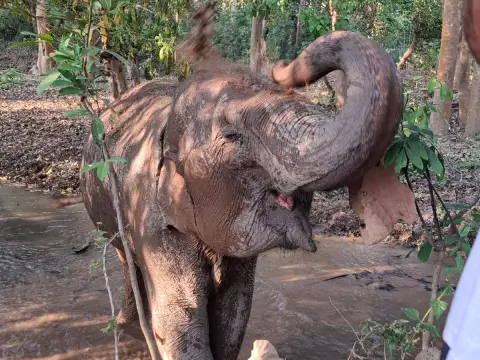 Communicating with Elephants and Baci Ceremony at MandaLao Elephant Conservation