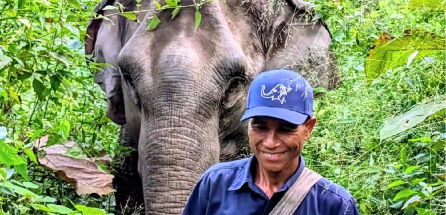 Half-Day Elephant Wonders (With Lunch) in Pak Beng