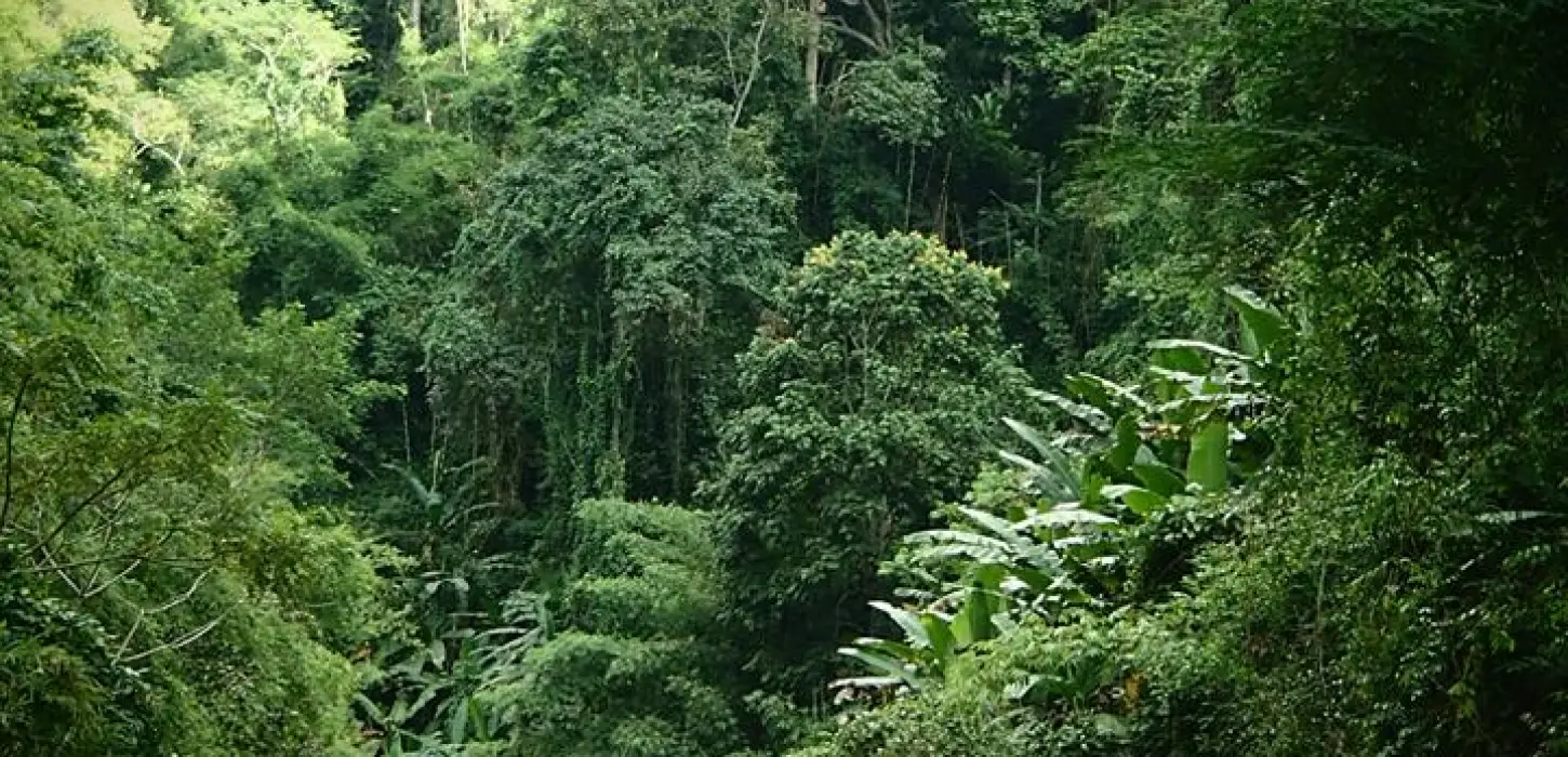 2-Day Nam Ha Jungle Trekking & Kayaking Adventure – Luang Namtha