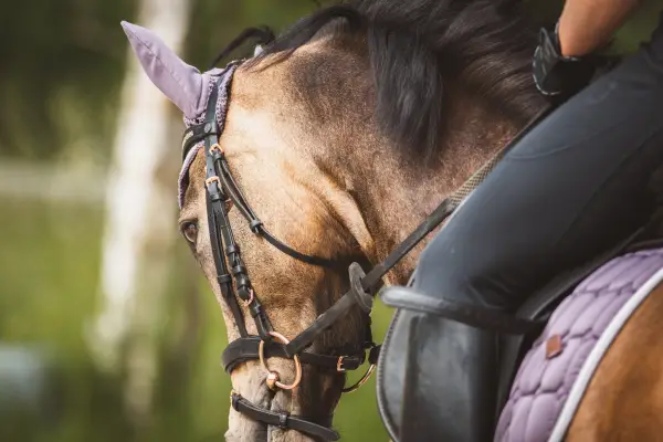 20分钟的骑马之旅