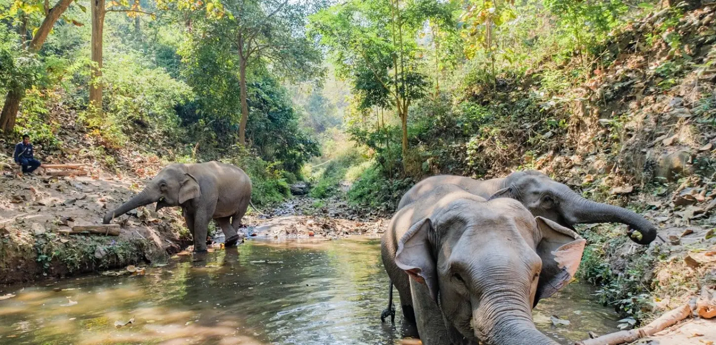 Half-Day Elephantastic Instants (Without Lunch) in Pak Beng