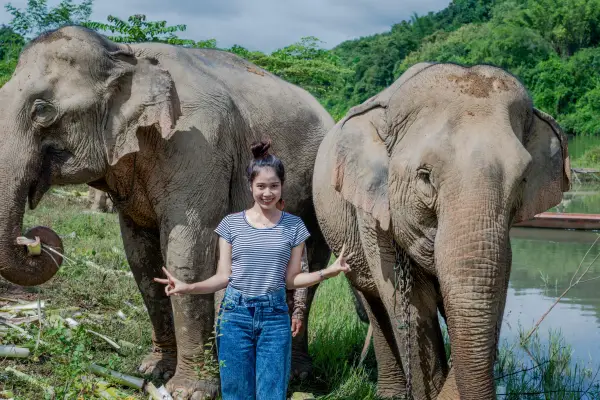 Half Day Elephant Experience