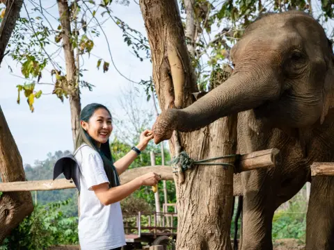 Communicating with Elephants (Afternoon Half Day)
