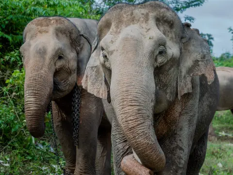 Full-Day Elephant Experience with Trekking