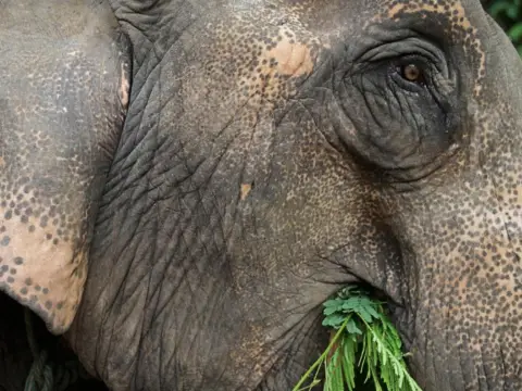 1 Day Elephant Experience & Jungle Trek