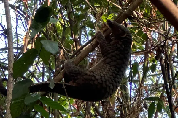 LCTW Bear Forest Walk – Half-Day Experience