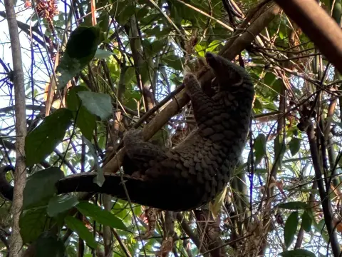 LCTW Bear Forest Walk – Half-Day Experience