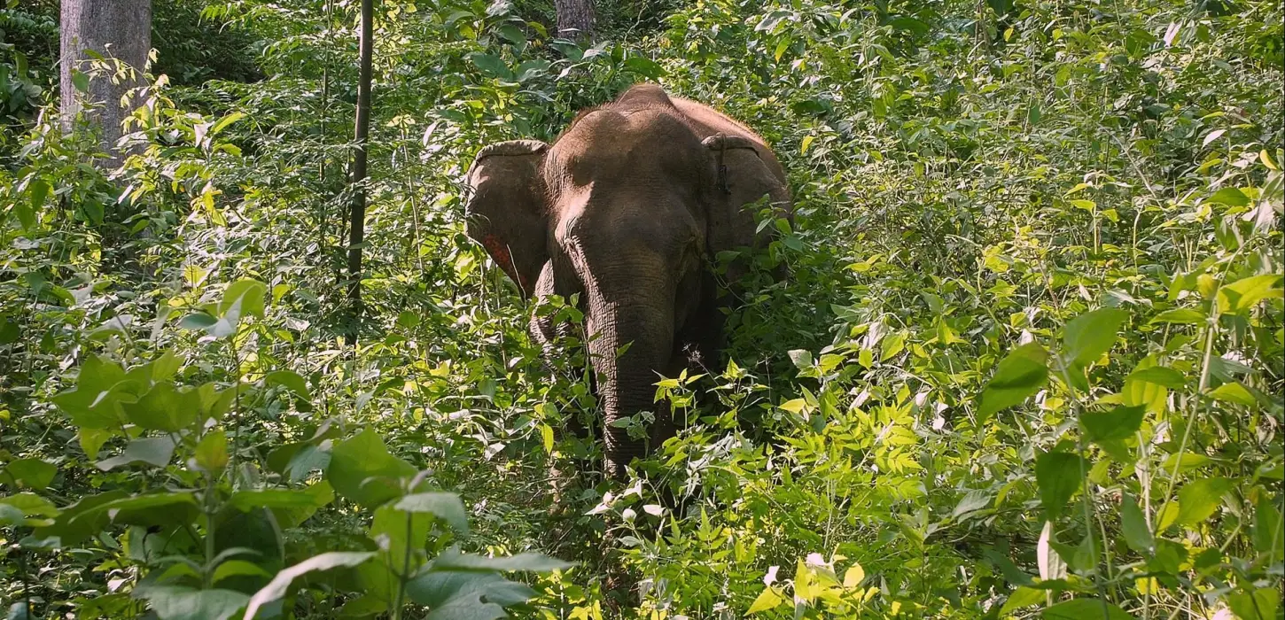 2 Day Elephant Experience, Mountain Biking, & Trekking Combination