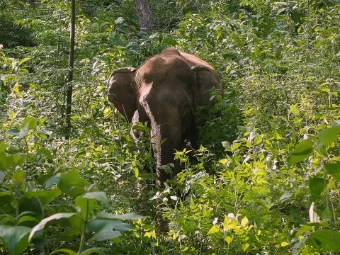 2 Day Elephant Experience, Mountain Biking, & Trekking Combination