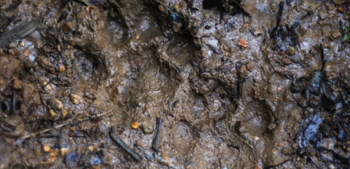 animal footprint