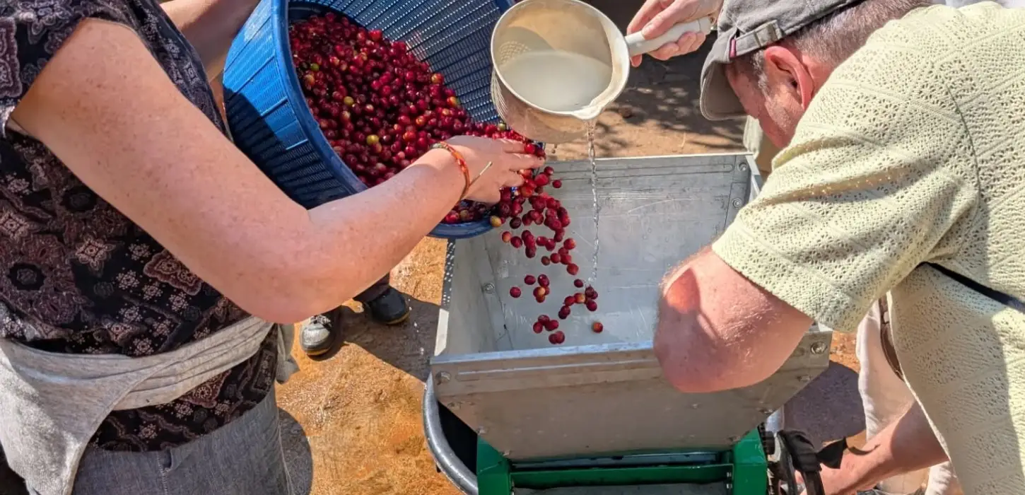 From Farm To Cup: 1 Day Coffee Farm Tour in Luang Prabang