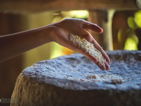 Half-Day Rice Experience at The Living Land Farm